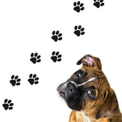 Adesivo de Parede Cartela Patas Cachorro